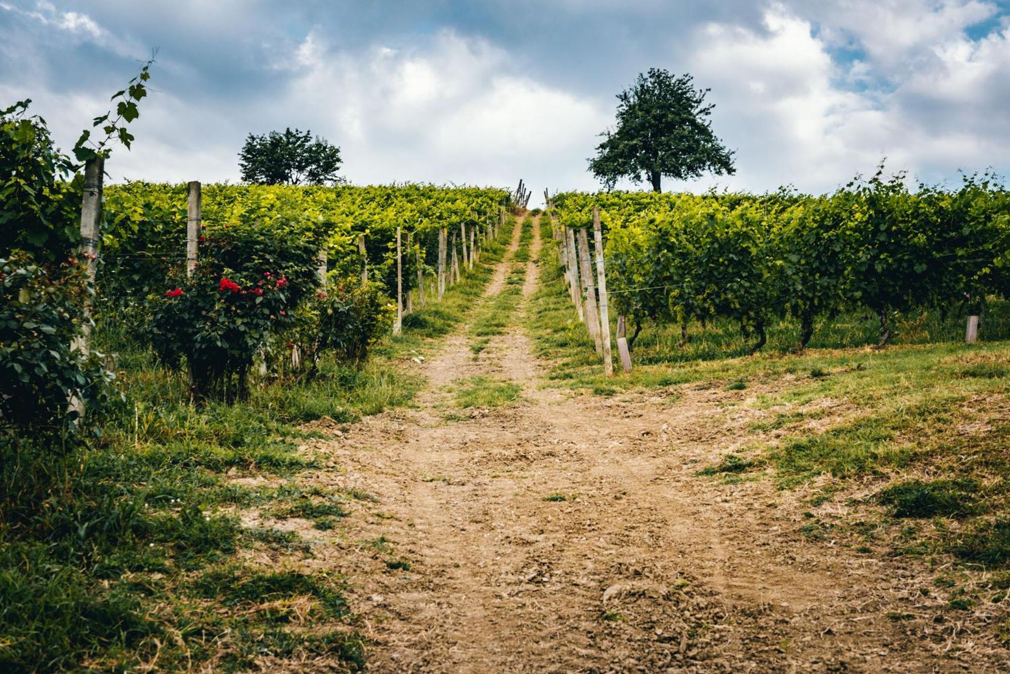 Agriturismo Dacapo Agliano Terme Dış mekan fotoğraf