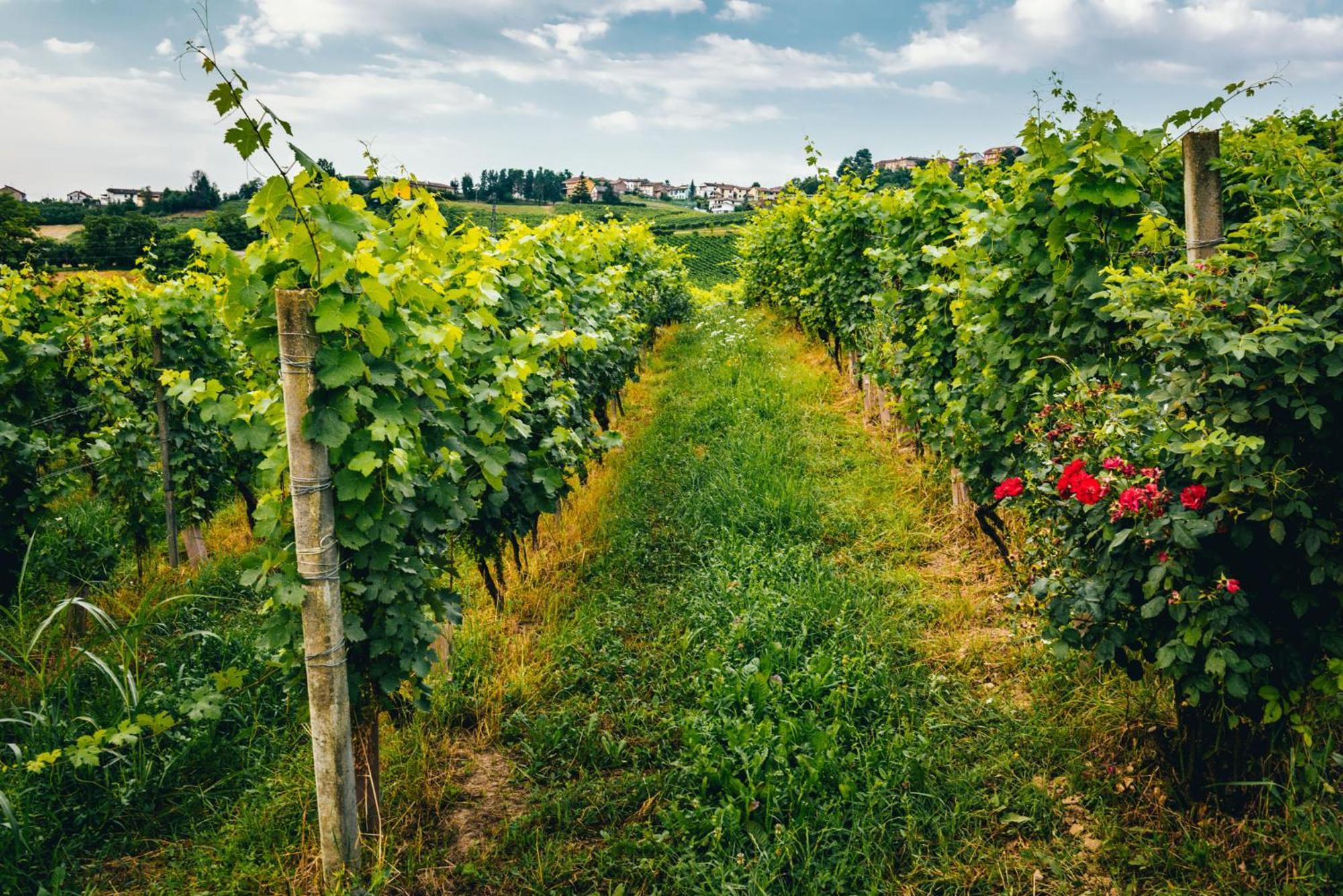 Agriturismo Dacapo Agliano Terme Dış mekan fotoğraf