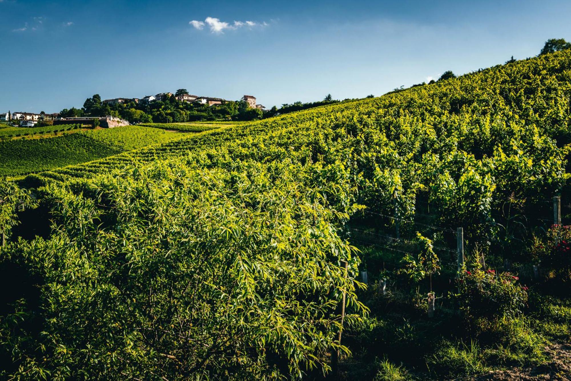 Agriturismo Dacapo Agliano Terme Dış mekan fotoğraf